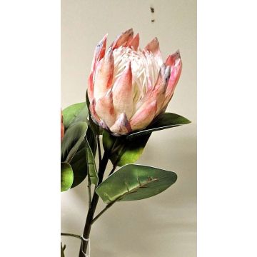 Ramo decorativo di protea reale TANIEKA, rosa-bianco, 70 cm