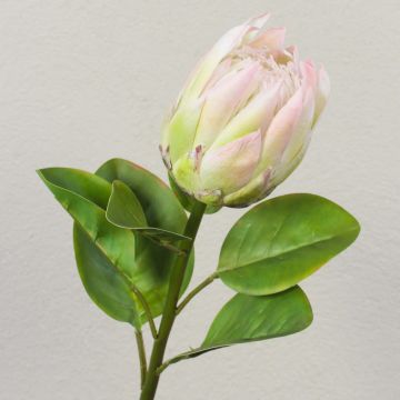 Ramo decorativo di protea reale TANIEKA, verde-rosa, 70 cm