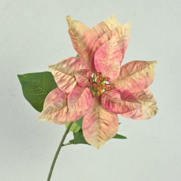 Poinsettia artificiale in velluto LIBASSE, rosa crema, 65 cm