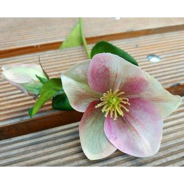Fiore artificiale Rosa di Natale MITTWEIDA, fucsia-verde, 35cm