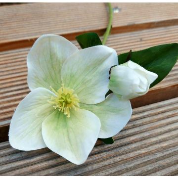 Rosa di Natale artificiale MITTWEIDA, crema-verde, 35cm