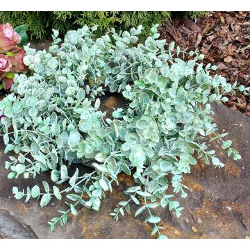 Ghirlanda artificiale di eucalipto JULERTE, verde-grigio, Ø 40 cm Ghirlanda artificiale di eucalipto JULERTE, verde-grigio, Ø 40 cm