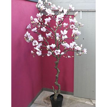 Albero di magnolia artificiale TIAGO, bianco-rosa, 210 cm