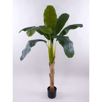 Pianta artificiale banano SHARA, 150cm