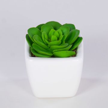 Echeveria elegans decorativa KATNISS, vaso in ceramica, verde, 6 cm
