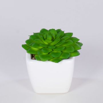 Echeveria gibbiflora decorativa KATNISS, vaso in ceramica, verde, 6 cm