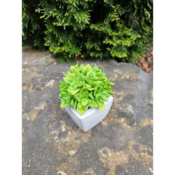 Echeveria macdougallii decorativa KATNISS, vaso in ceramica, verde, 12 cm