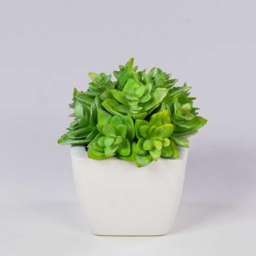 Echeveria macdougallii decorativa KATNISS, vaso in ceramica, verde, 12 cm