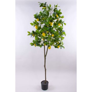 Albero di limoni artificiale AINSLEY con frutti, tronco artificiale, 200cm Albero di limoni artificiale AINSLEY con frutti, tronco artificiale, 200cm