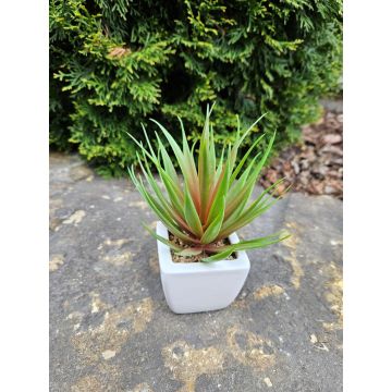 Agave decorativa KATNISS in vaso di ceramica, verde-rosso, 19 cm