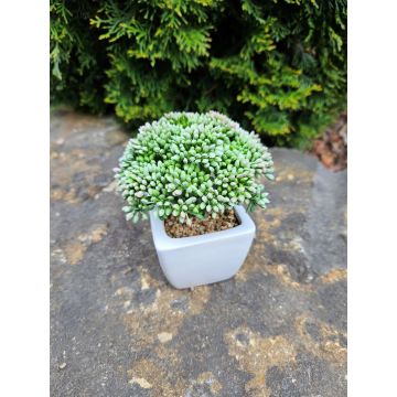 Pianta artificiale Sedum telephium KATNISS, vaso di ceramica, verde, 14 cm