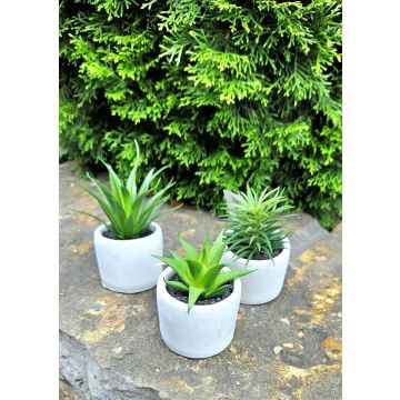 Composizione di piante grasse artificiali FINNICK in vaso di cemento, 3 pezzi, verde, 15 cm
