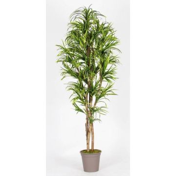 Dracaena Marginata artificiale KIMANORA, tronchi naturali, verde-giallo, 125 cm - Made in Italy