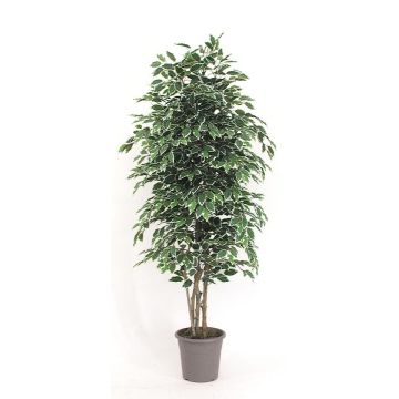 Ficus Benjamini decorativo KONRADE, tronchi veri, verde-bianco, 150 cm - Made in Italy