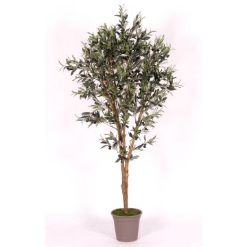 Olivo artificiale MIANA, tronchi naturali, con frutti, 175cm - Made in Italy Olivo artificiale MIANA, tronchi naturali, con frutti, 175cm - Made in Italy