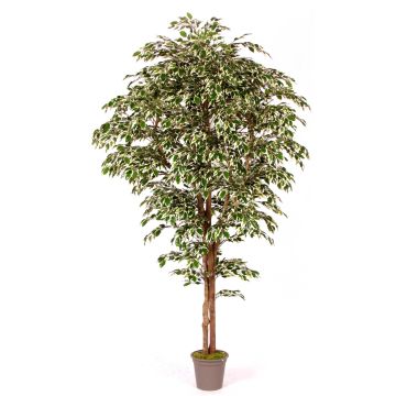 Ficus Benjamini artificiale LINETTE, tronchi naturali, verde-bianco, 200 cm - Made in Italy Ficus Benjamini artificiale LINETTE, tronchi naturali, verde-bianco, 200 cm - Made in Italy