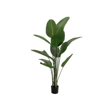 Pianta artificiale Strelitzia PANAGIOTA, verde, 170 cm