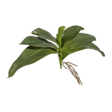 Foglie artificiali orchidea Phalaenopsis BRULST, bastoncino, radici, 30 cm