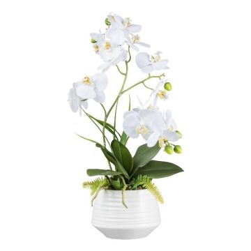 Composizione floreale artificiale orchidea Phalaenopsis FRUNKY con felce ed erba, vaso in ceramica, radici, bianco, 60 cm