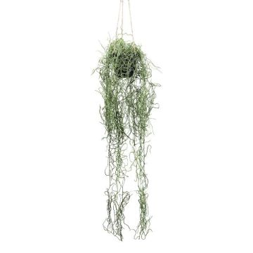 Tillandsia Usneoides decorativa FRULD in vaso decorativo, verde, 80 cm