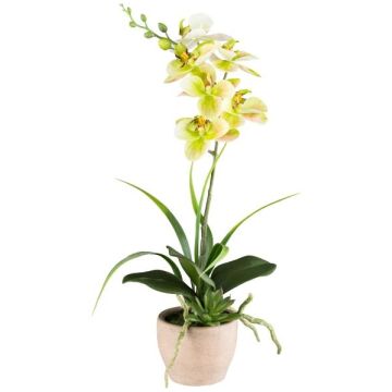 Composizione floreale artificiale orchidea Aeonium FININ, erba, vaso in cemento, radici, verde-bianco, 45 cm