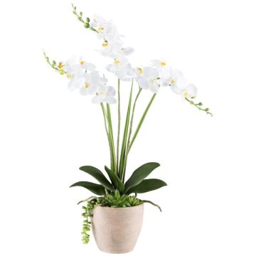 Composizione floreale artificiale orchidea succulenta FININ, vaso in cemento, radici, bianco, 55 cm