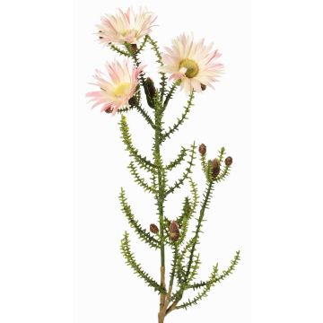 Fiore artificiale di capogiro BEYA, crema-rosa, 60cm, Ø6cm Fiore artificiale di capogiro BEYA, crema-rosa, 60cm, Ø6cm