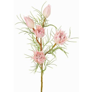 Ramo decorativo Protea NOHEA, rosa-bianco, 60cm, Ø3-6cm Ramo decorativo Protea NOHEA, rosa-bianco, 60cm, Ø3-6cm