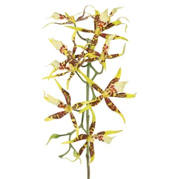 Orchidea artificiale Brassia ORELA, giallo-rosso, 90 cm Orchidea artificiale Brassia ORELA, giallo-rosso, 90 cm