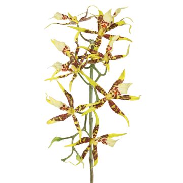 Orchidea artificiale Brassia ORELA, giallo-rosso, 90cm Orchidea artificiale Brassia ORELA, giallo-rosso, 90cm