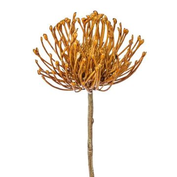 Fiore artificiale cuscino di spilli Protea ZIRMO, arancione, 50 cm