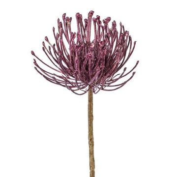 Fiore artificiale cuscino di spilli Protea ZIRMO, lilla, 50 cm