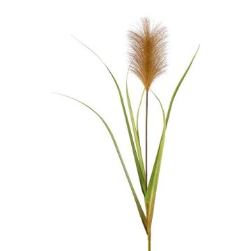 Piuma di erba della pampa decorativa JIRZA, bastoncino, marrone, 105cm
