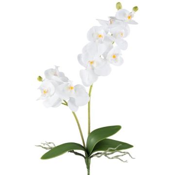 Fiore decorativo orchidea Phalaenopsis KRUZBER, bastoncino, radici, bianco, 55 cm