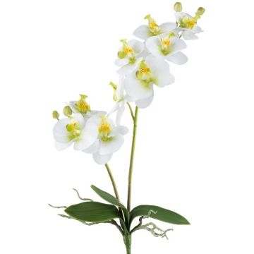 Fiore decorativo orchidea Phalaenopsis KRUZBER, bastoncino, radici, bianco-verde, 55 cm