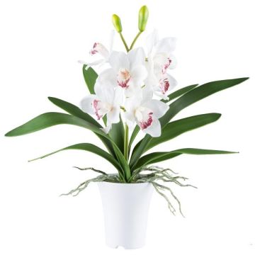 Orchidea Cymbidium in tessuto BLORKE in vaso in melamina, radici, bianco-rosa, 55cm Orchidea Cymbidium in tessuto BLORKE in vaso in melamina, radici, bianco-rosa, 55cm