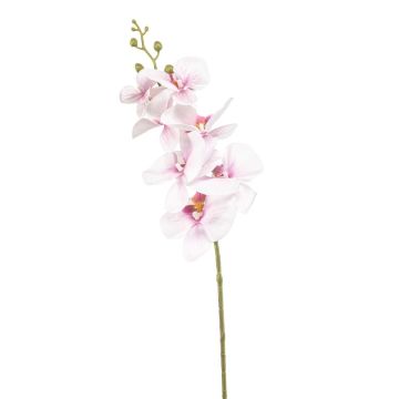 Ramo di orchidea Phalaenopsis artificiale AXELOR, bianco-rosa, 85 cm