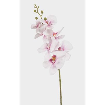 Ramo di orchidea Phalaenopsis artificiale AXELOR, bianco-rosa, 85 cm