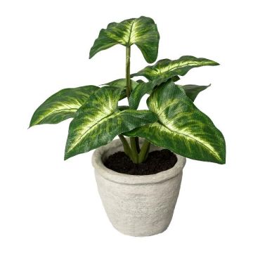 Pianta decorativa Syngonium KLORHE, vaso in cemento, verde, 20 cm