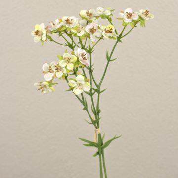 Fiore artificiale di cera HEKLA, crema-verde, 30cm, Ø2-2,5cm