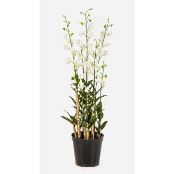 Fiore artificiale Dendrobium Orchidea LOFINA in vaso decorativo, bianco, 130 cm Fiore artificiale Dendrobium Orchidea LOFINA in vaso decorativo, bianco, 130 cm