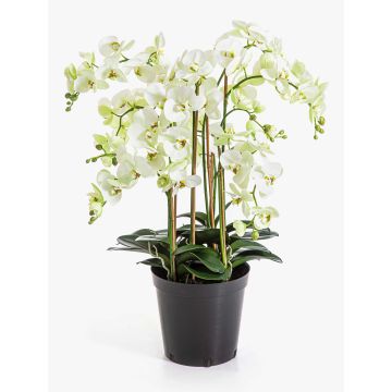 Fiore artificiale Phalaenopsis Orchidea FINEA in vaso decorativo, crema, 85 cm