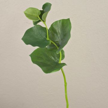 Ramo di galax urceolata GRACIANO, verde, 40cm