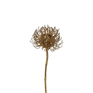 Fiore decorativo Cuscino per spilli Protea SONDYL, dorato, 50 cm