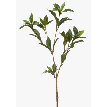 Ramo decorativo di alloro ITRELK, verde, 90 cm