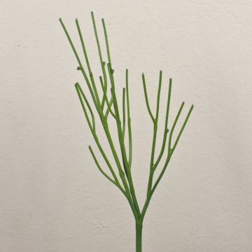 Euphorbia tirucalli artificiale BENEDETTO, verde, 50cm