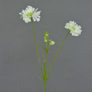 Scabiosa artificiale ANDIA, bianca, 80cm, Ø8-10cm Scabiosa artificiale ANDIA, bianca, 80cm, Ø8-10cm