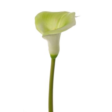 Calla artificiale MIRAC, verde-bianco, 75cm, 12x15cm Calla artificiale MIRAC, verde-bianco, 75cm, 12x15cm