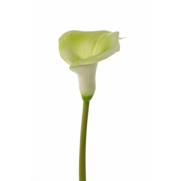 Calla artificiale MIRAC, verde-bianco, 75cm, 13x15cm