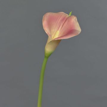 Calla artificiale MIRAC, rosa-giallo, 75cm, 13x15cm